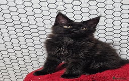 Maine Coon cats for sale: Pure breed Maine Coons Kittens  - Image 18