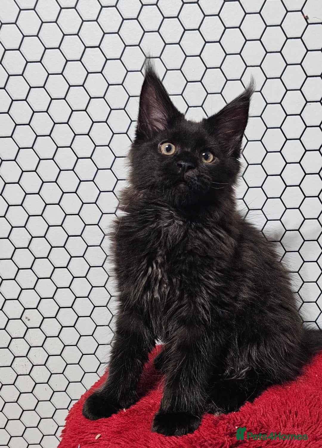 Maine Coon cats for sale: Pure breed Maine Coons Kittens  - Image 18