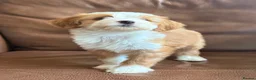 Tibetan Terrier dogs for sale: Beautiful Kc Registered Tibetan Terrier Puppies - Advert 17