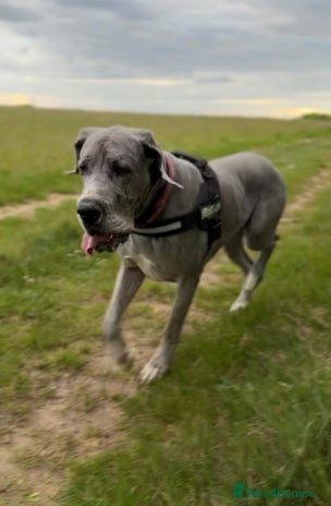 Great Dane dogs - Advert 1