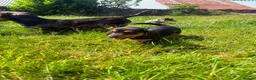 Miniature Dachshund dogs for sale: Miniature Dachshund Puppies  in Carlisle - Advert 10
