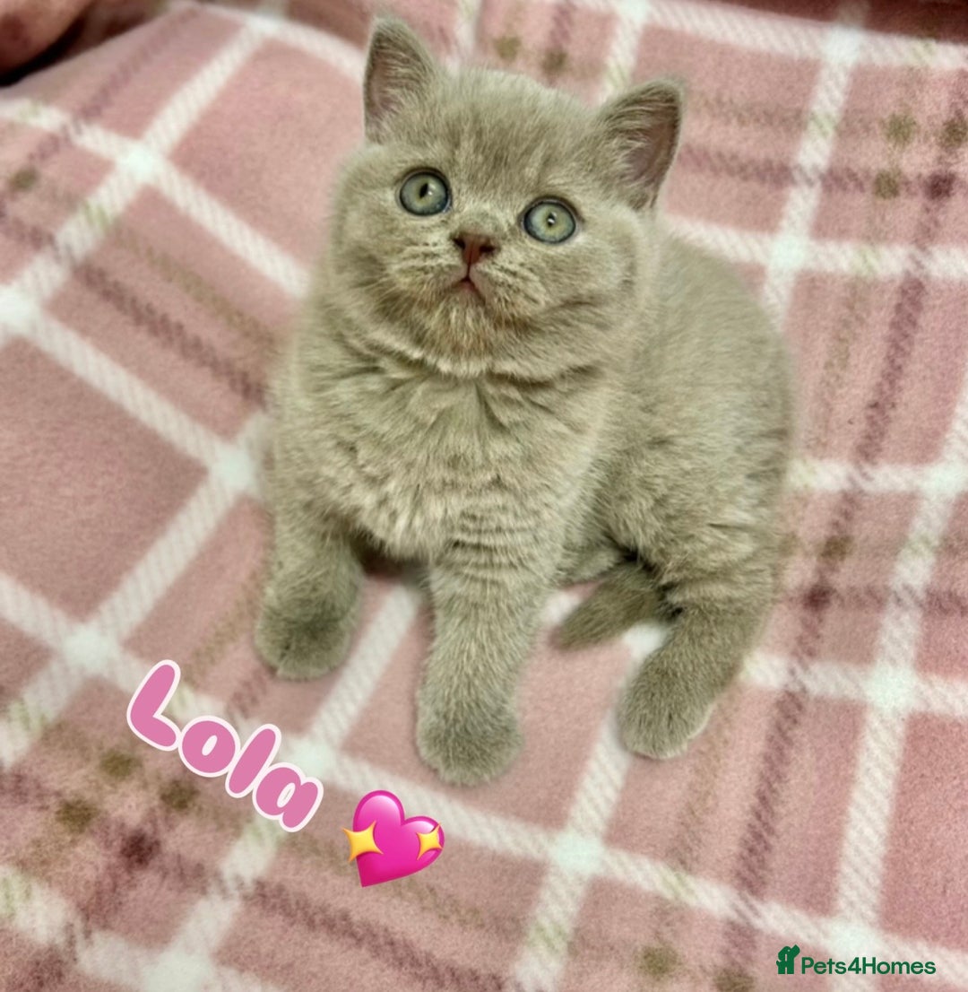 British Shorthair cats for sale: GCCF British Shorthair for Sale - Advert 7