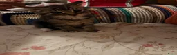 Mixed Breed cats for sale: Cute Mixed Breed Kittens Ready for Loving Homes - Advert 9