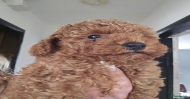 Toy Poodle dogs - Advert 4