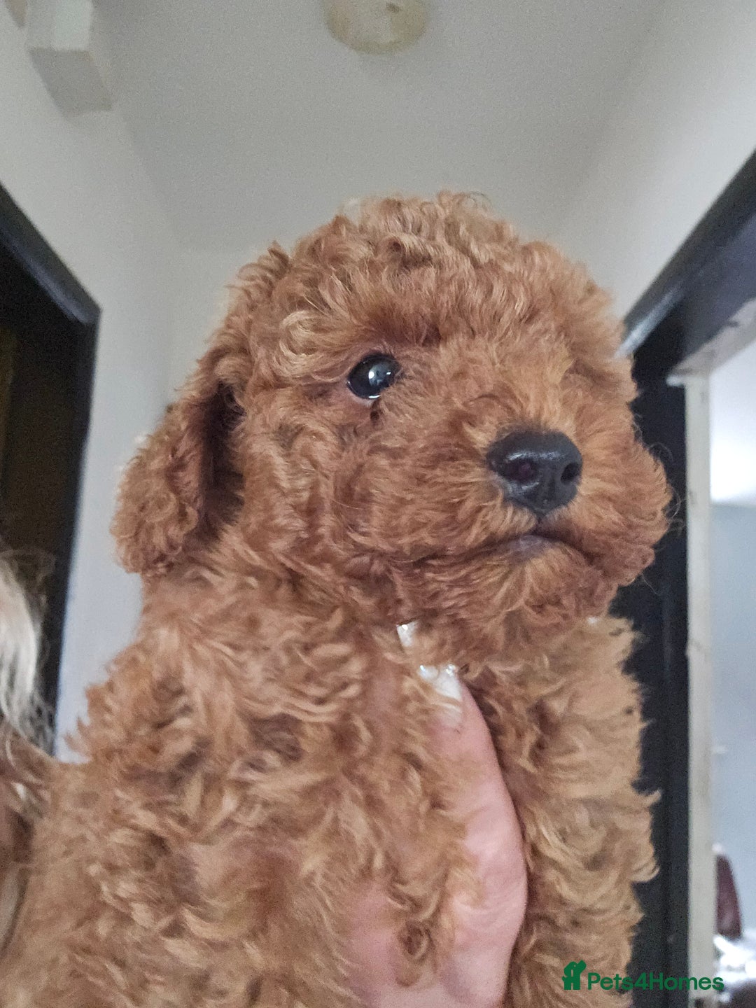 Toy Poodle dogs for sale: Toy poodle - Image 2