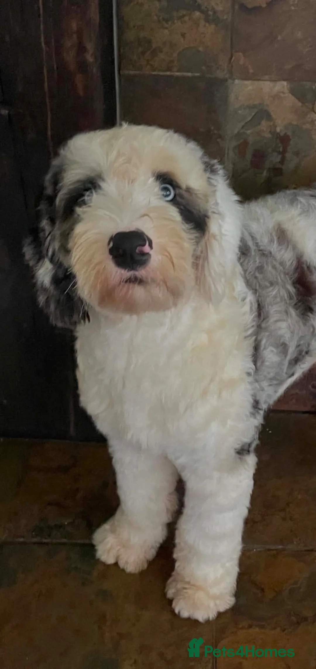 Sheepadoodle dogs for sale: Miniature Sheepadoodles in Glasgow - Advert 2