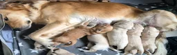 Golden Retriever dogs for sale: 5 Beautiful Golden Retriever's  - Advert 23