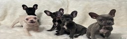 French Bulldog dogs for sale: French Bulldog pups - Advert 3
