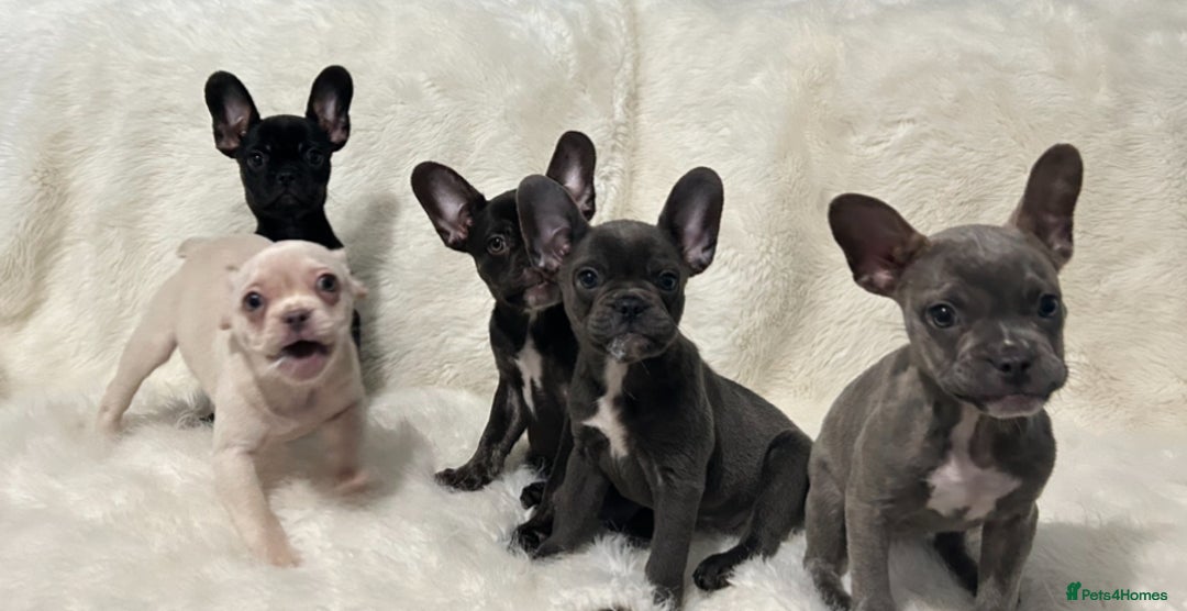 French Bulldog dogs for sale: French Bulldog pups - Advert 3