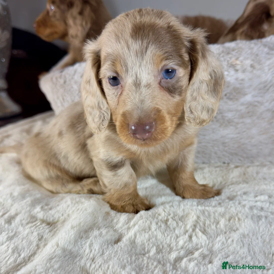 Miniature Dachshund dogs for sale: Long Hair Dachshund miniature Dapple - Advert 15
