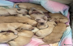 Goldador dogs for sale: Beautiful litter off 11 goldador puppies  - Image 18
