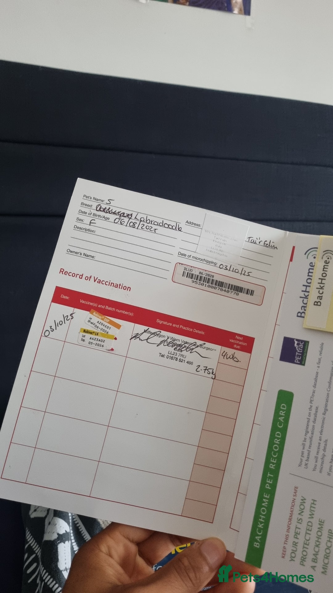 Labradoodle dogs for sale: Trained Labradoodle puppy needs a forever home. - Image 8