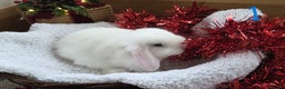 Mini Lop rabbits for sale: Beautiful Baby Purebred Mini Lops - Ready 15th Dec - Advert 2