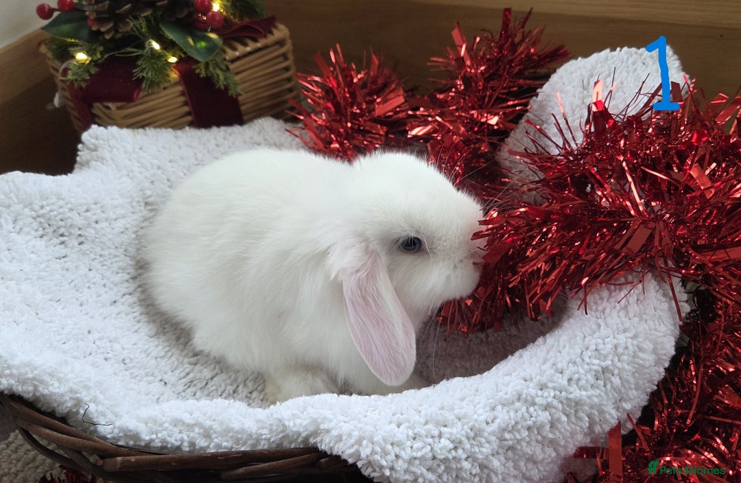 Mini Lop rabbits for sale: Beautiful Baby Purebred Mini Lops - Ready 15th Dec - Advert 2