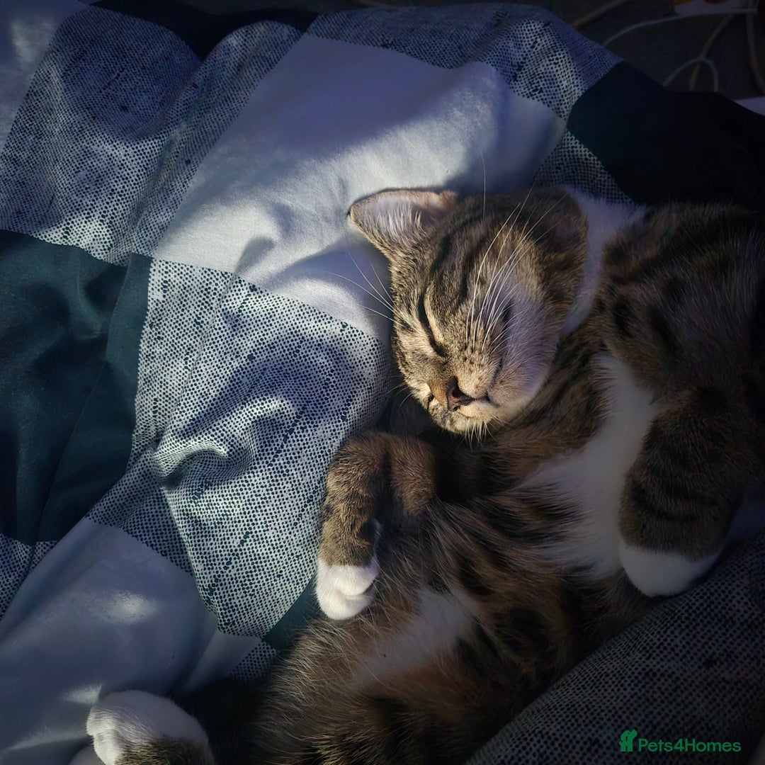 Domestic Shorthair cats for sale: Beautiful Boy needs loving home - Advert 3