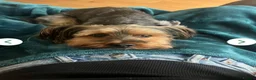 Yorkshire Terrier dogs for stud: Dog for stud - Advert 2