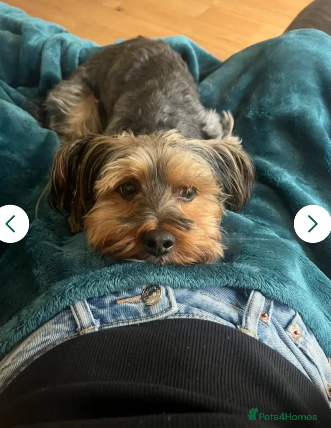 Yorkshire Terrier dogs for stud: Dog for stud - Advert 2