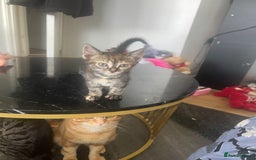 Bengal cats for sale: HALF BENGAL KITTENS FOR SALE  - Image 2