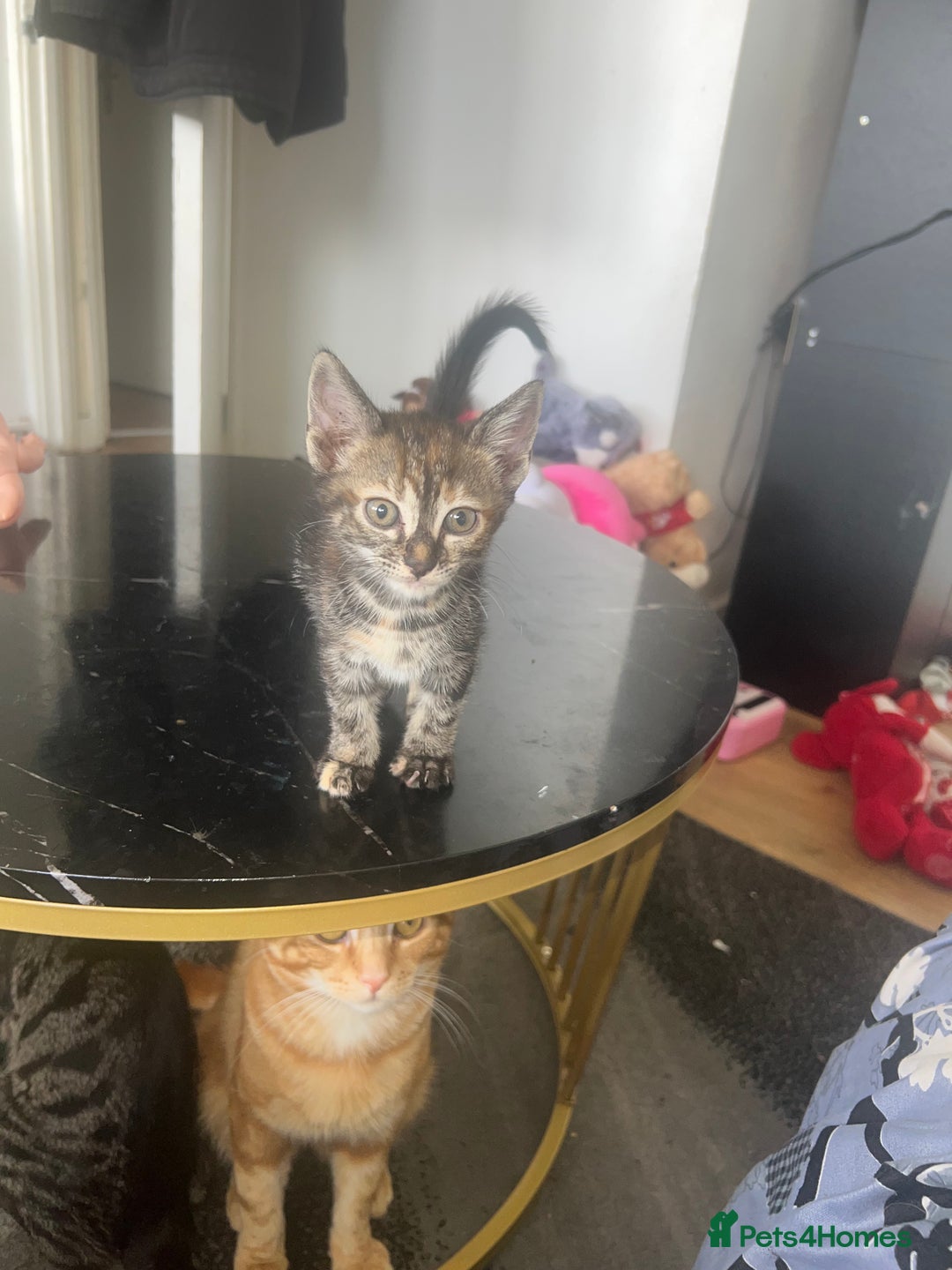 Bengal cats for sale: HALF BENGAL KITTENS FOR SALE  - Image 2