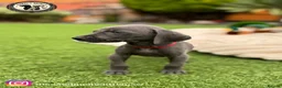 Weimaraner dogs for sale: 🐾KC Registered Blue & Silver Weimaraner Puppies🐾 - Advert 30