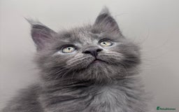 Maine Coon cats for sale: Stunning Maine Coon Kittens  - Image 4