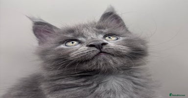Maine Coon cats - Advert 2