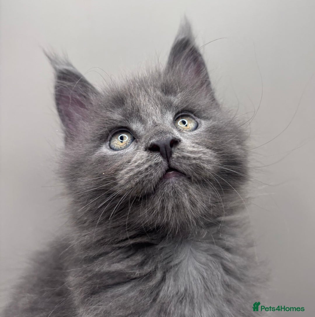 Maine Coon cats for sale: Stunning Maine Coon Kittens  - Image 4