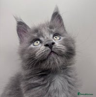 Maine Coon cats - Advert 3