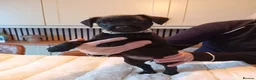 Patterdale Terrier dogs for sale:   nuttall and brae buck Patterdale Terrier pups - Advert 10