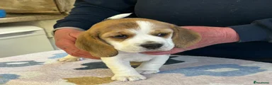 Beagle Puppy 2