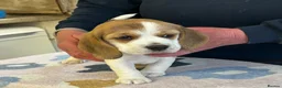 Beagle dogs for sale: Beagle Tricolour Bitch Puppies  - Advert 8