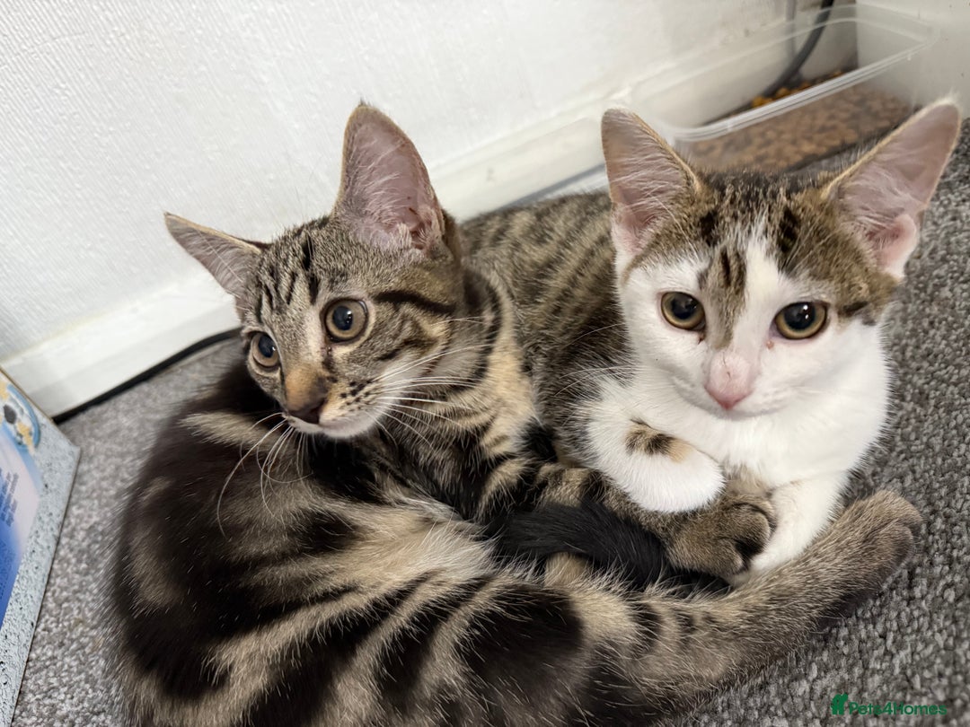 British Shorthair cats for sale: Two girls. Both girls for £100 can drop.  - Image 3
