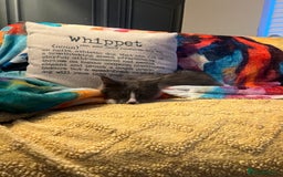 Maine Coon cats for sale: Chunky and fluffy Mainecoon kittens - Image 22