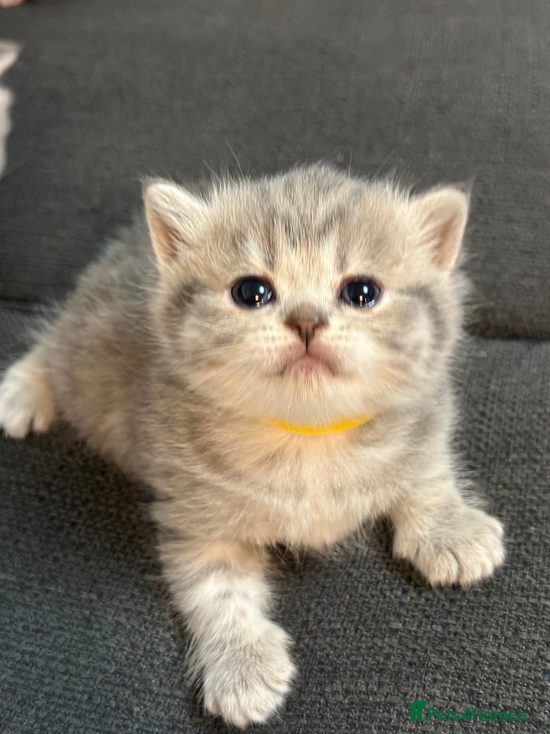 British Shorthair cats for sale: British Shorthair kittens  - Image 30