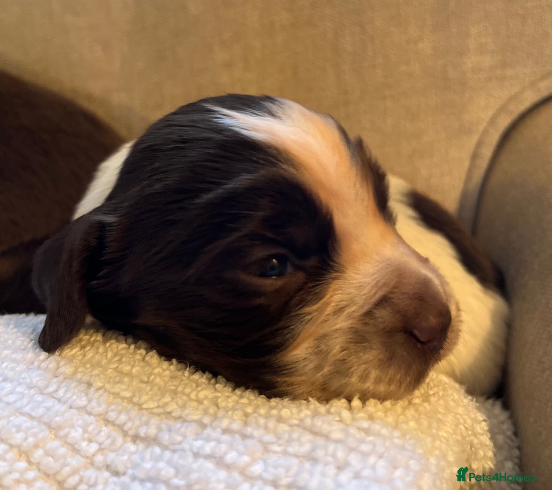 Cocker Spaniel dogs for sale: KC COCKER SPANIEL PUPPIES - Advert 18