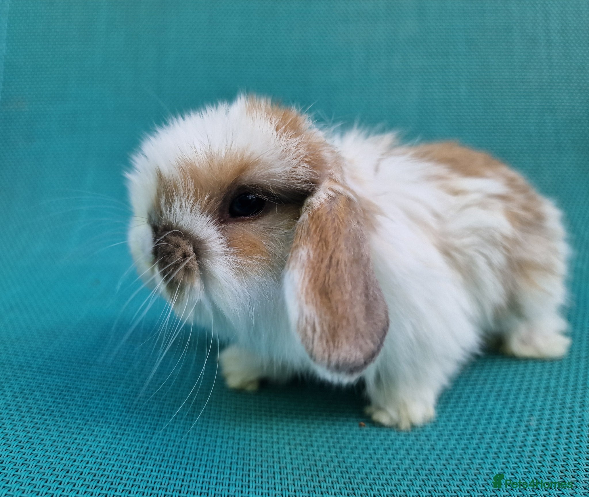Mini Lop rabbits Male mini lop babies - Advert 14