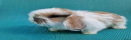 Mini Lop rabbits for sale: Mini lop babies - Advert 11
