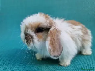 Mini Lop rabbits Male mini lop - Advert 2