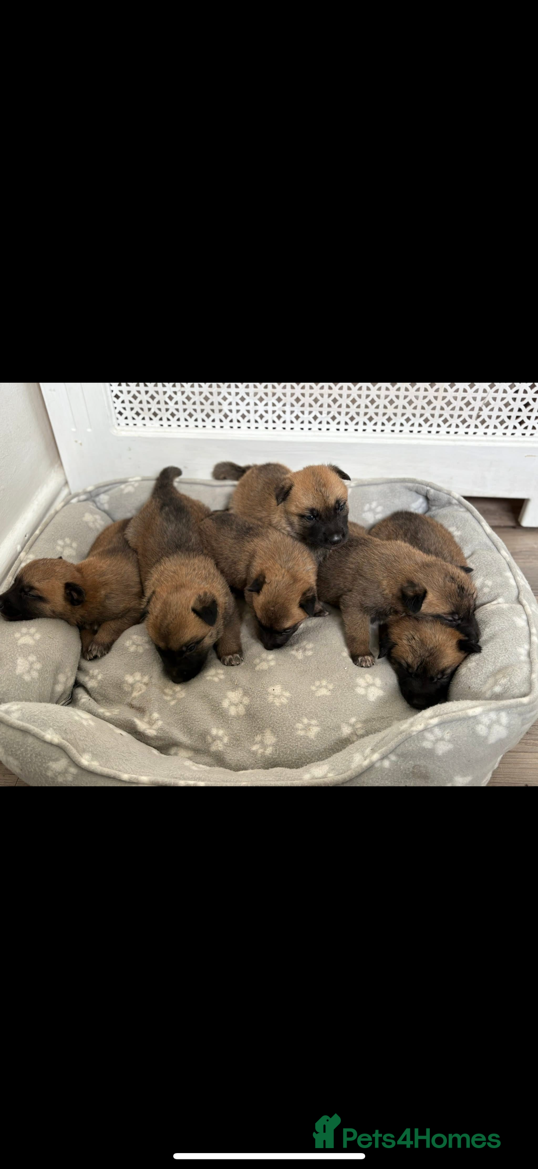 Belgian Shepherd Dog dogs for sale: Belgian Malinois  - Image 3
