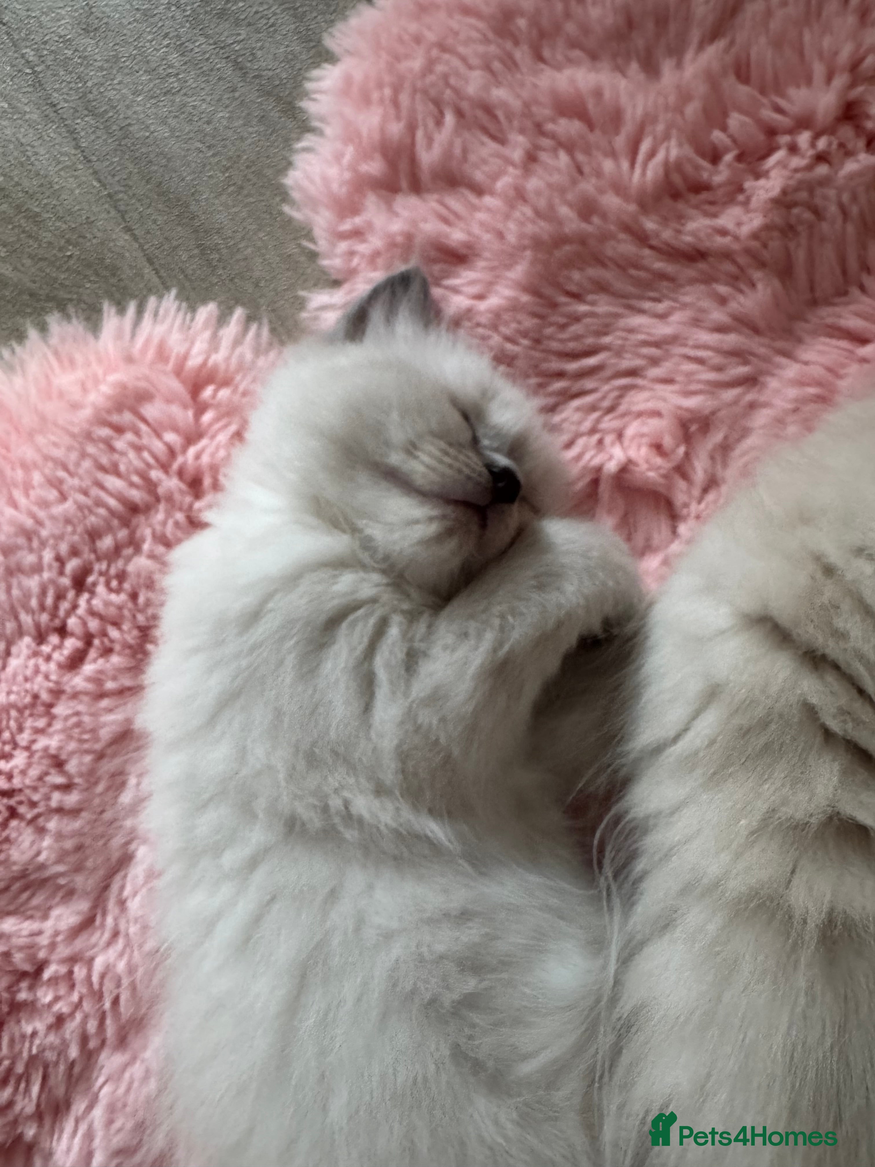 Ragdoll cats Pawtrait Perfect Ragdoll kittens - Advert 2