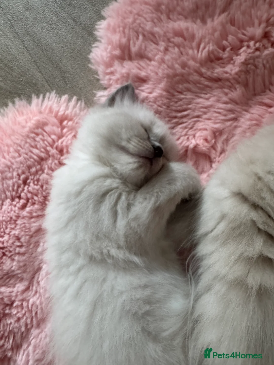 Ragdoll cats for sale: Pawtrait Perfect Ragdoll kittens in Hemel Hempstead - Advert 2