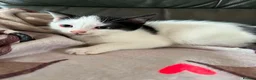 Mixed Breed cats for adoption: Playful kittens looking for their forever homes  - Advert 9
