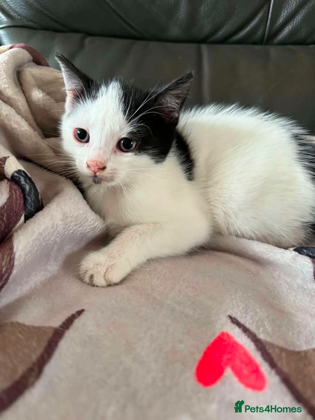 Mixed Breed cats for adoption: Playful kittens looking for their forever homes  - Advert 9