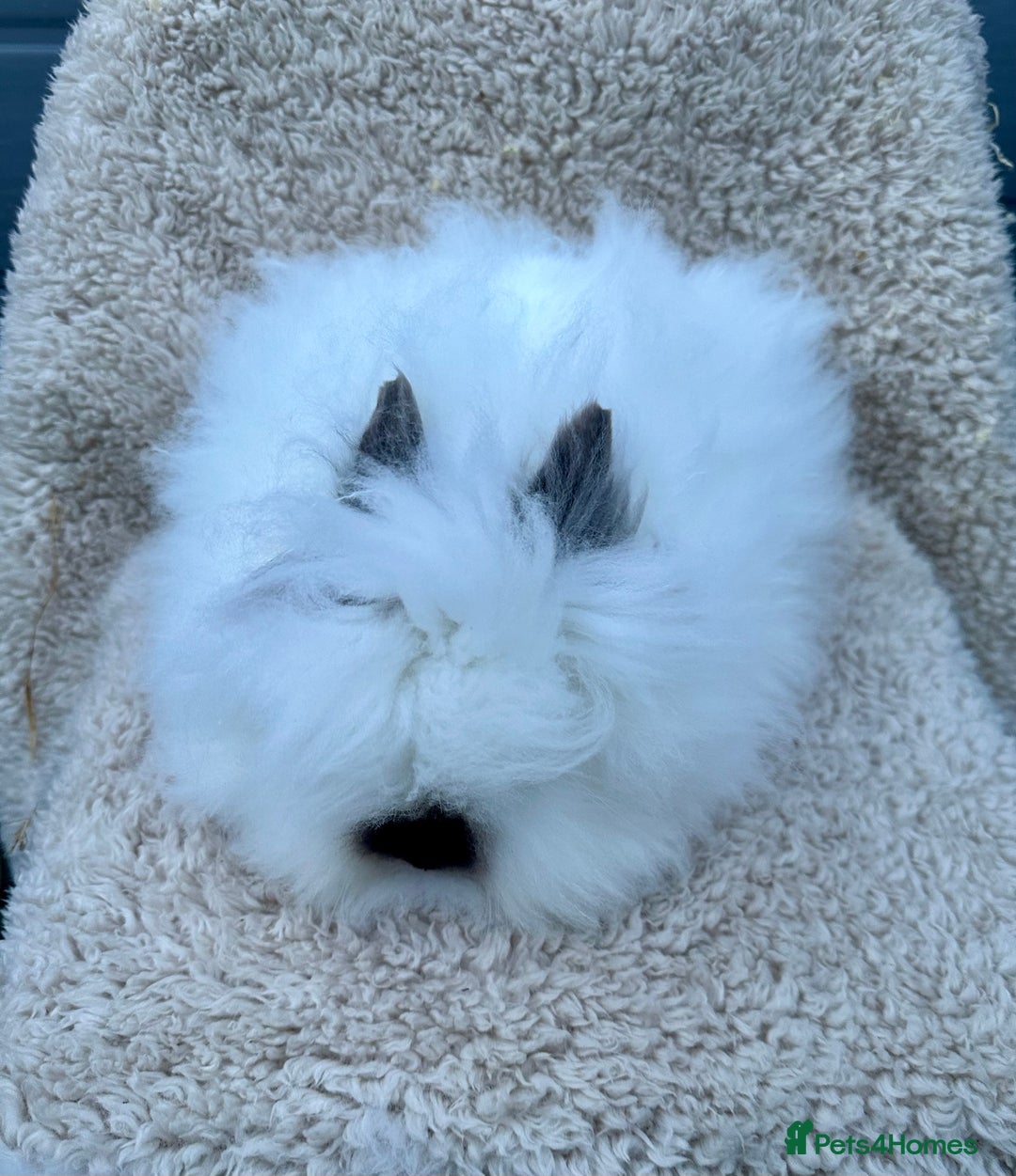 Lionhead rabbits for sale: Lionhead Bunny- Boys  - Advert 6