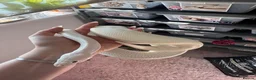 Python Snake reptiles for sale: Stunning white Royal Ball Python female  - Advert 2