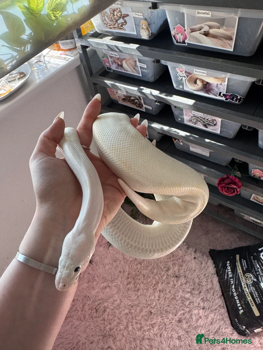 Python Snake reptiles for sale: Stunning white Royal Ball Python female  - Advert 2