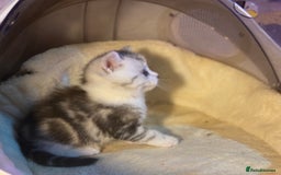 Munchkin cats for sale: Full Pedigree Munchkin Kittens  - Image 10