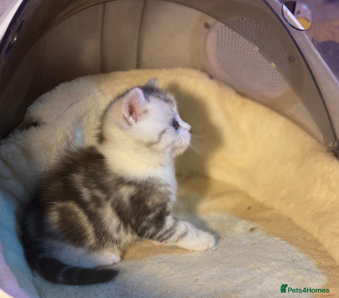 Munchkin cats for sale: Full Pedigree Munchkin Kittens  - Image 10