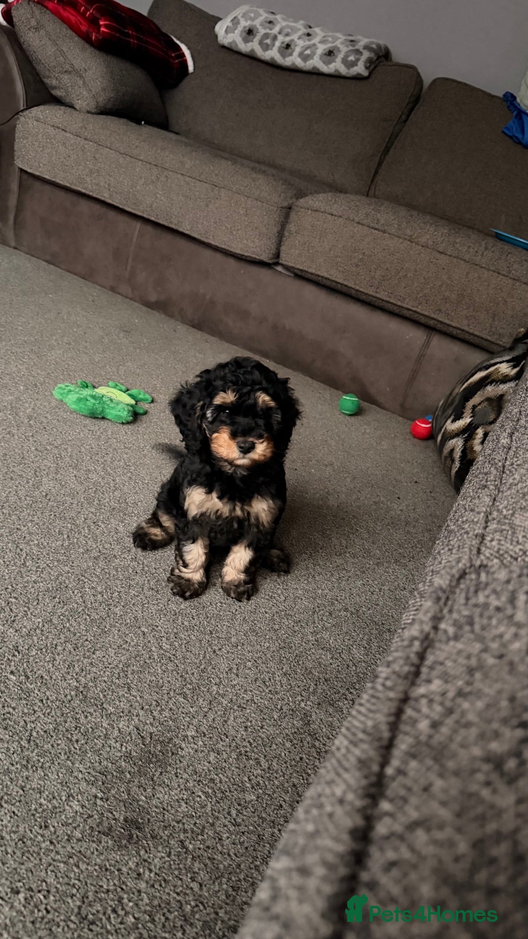 Cockapoo dogs for sale: 11week old cockapoo (black and tan)  - Advert 4