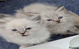 Siberian cats for sale: Kitty Neva Masguerade  - Image 9